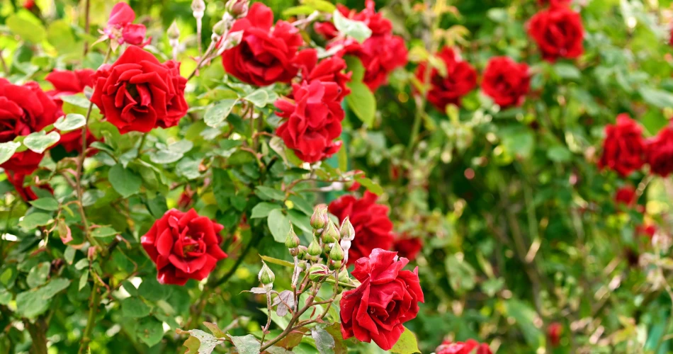 Volksgarten Vienna: Historic Rose Garden & City Escape